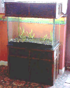Sarracenia Terrarium